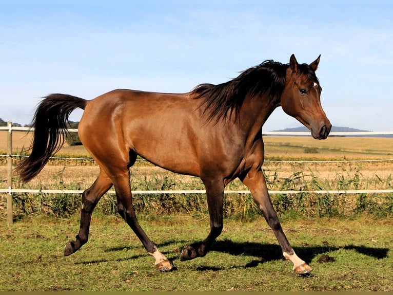 Purosangue arabo Giumenta 8 Anni 152 cm Baio scuro in Kehl