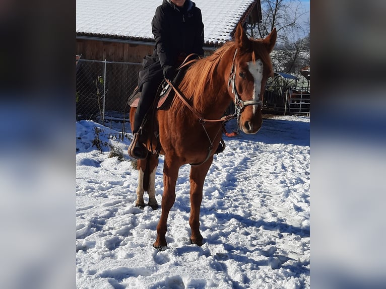 Purosangue arabo Giumenta 8 Anni 152 cm in Wörth an der Donau