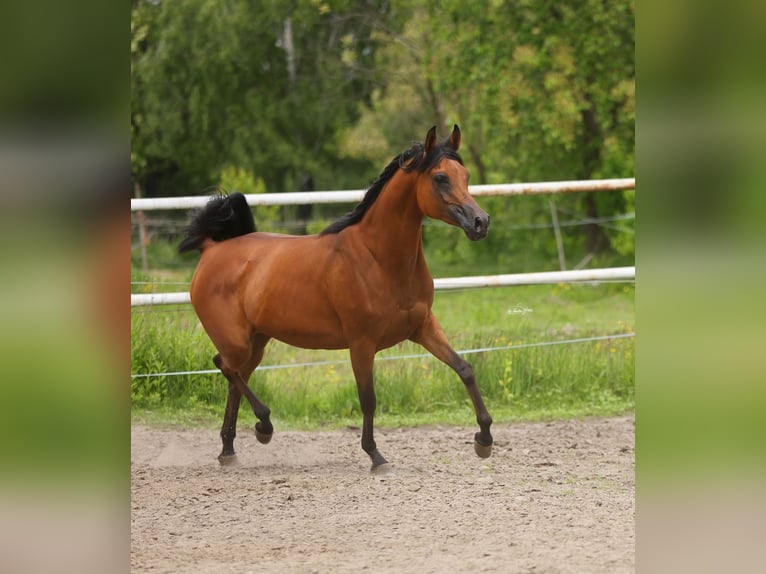 Purosangue arabo Giumenta 8 Anni 153 cm Baio in Lodz