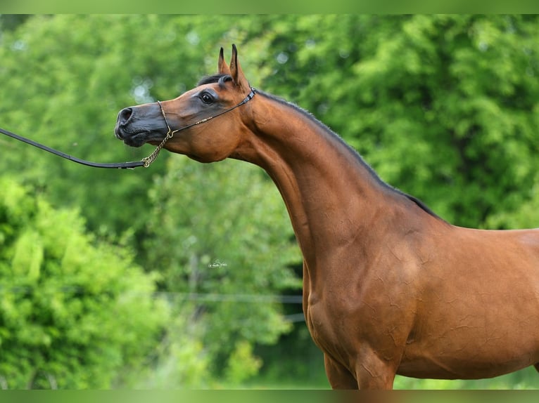 Purosangue arabo Giumenta 8 Anni 153 cm Baio in Lodz