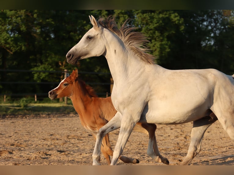 Purosangue arabo Giumenta 8 Anni 153 cm Leardo in Blankenheim