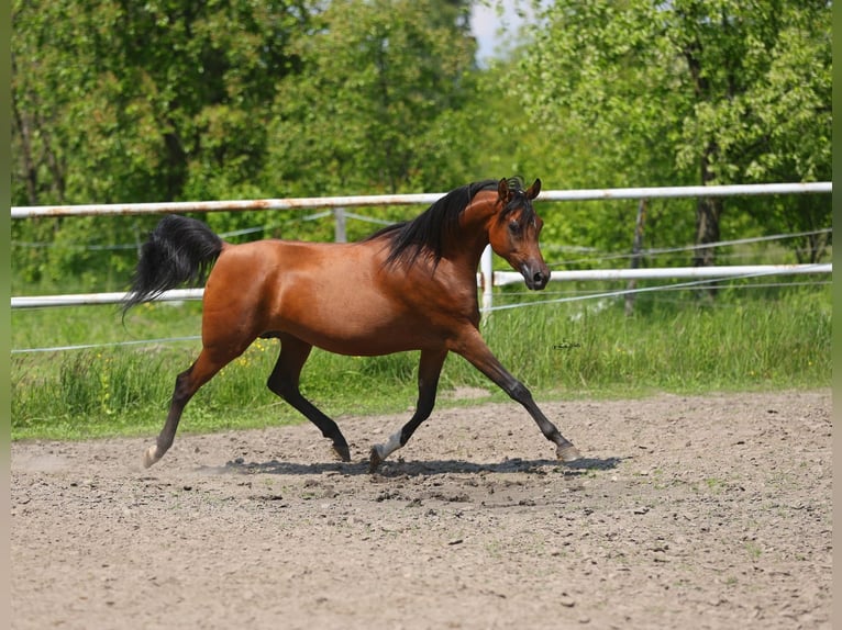 Purosangue arabo Giumenta 8 Anni 154 cm Baio in Lodz