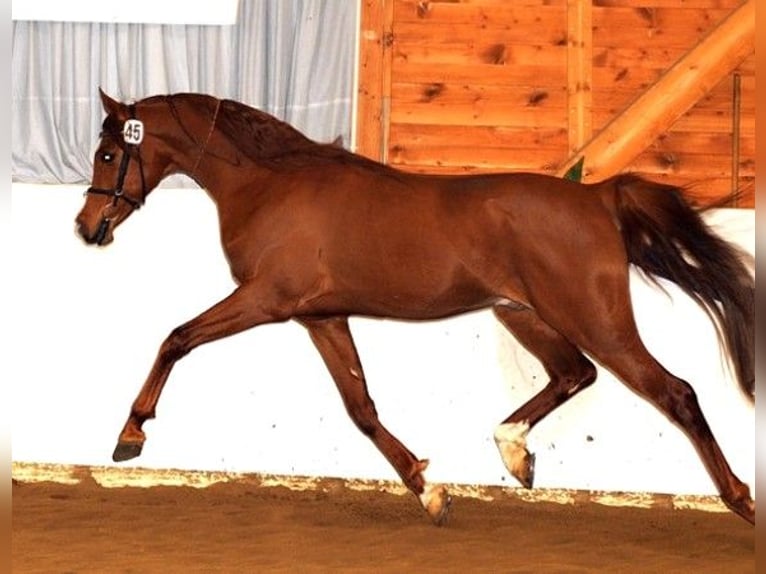 Purosangue arabo Giumenta 8 Anni 156 cm Sauro in Hallgarten