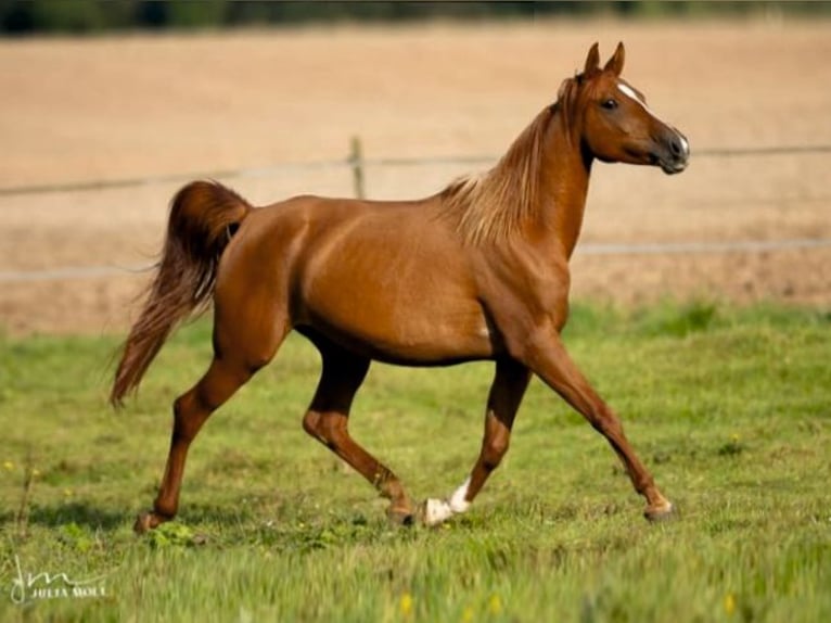 Purosangue arabo Giumenta 8 Anni 156 cm Sauro in Hallgarten