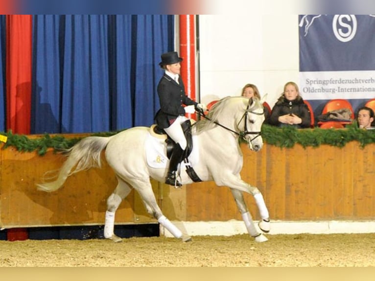 Purosangue arabo Giumenta 8 Anni 156 cm Sauro in Hallgarten
