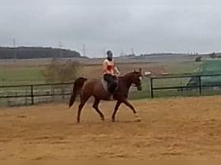 Purosangue arabo Giumenta 8 Anni 156 cm Sauro in Hallgarten