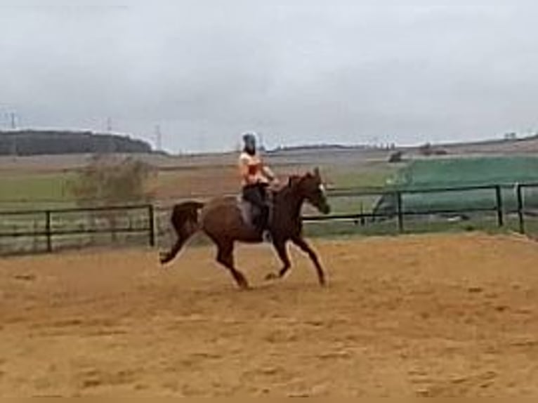 Purosangue arabo Giumenta 8 Anni 156 cm Sauro in Hallgarten