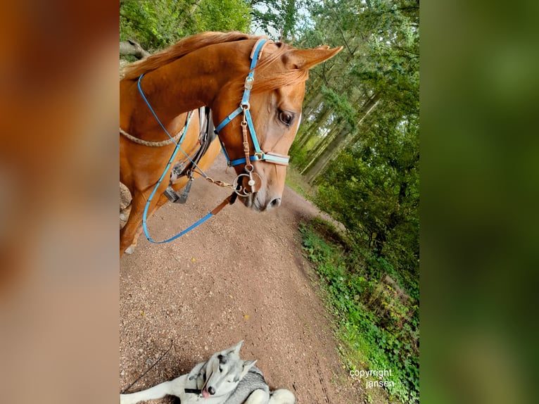 Purosangue arabo Giumenta 8 Anni 156 cm Sauro in Hallgarten