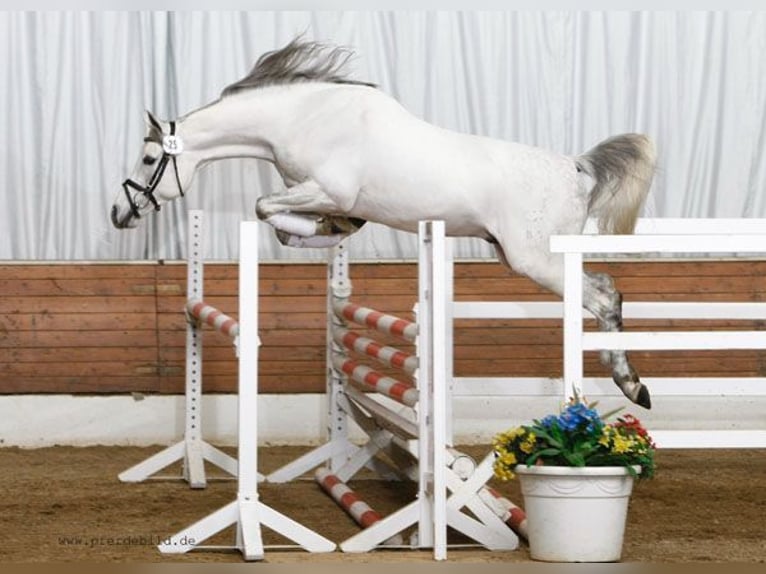 Purosangue arabo Giumenta 8 Anni 156 cm Sauro in Hallgarten