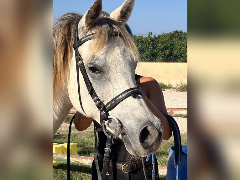 Purosangue arabo Giumenta 8 Anni 157 cm Grigio in Guardamar del Segura