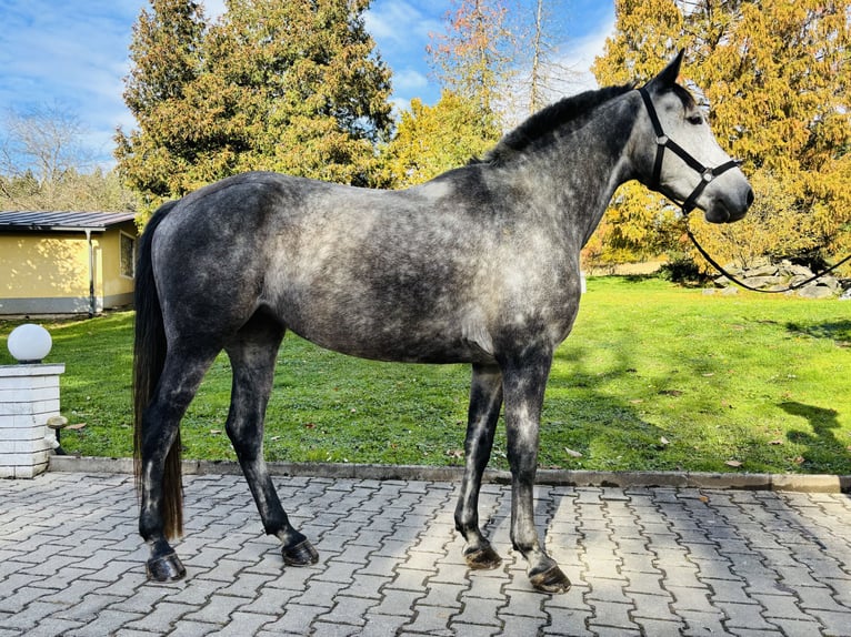 Purosangue arabo Giumenta 8 Anni 160 cm Grigio pezzato in Grafenstein