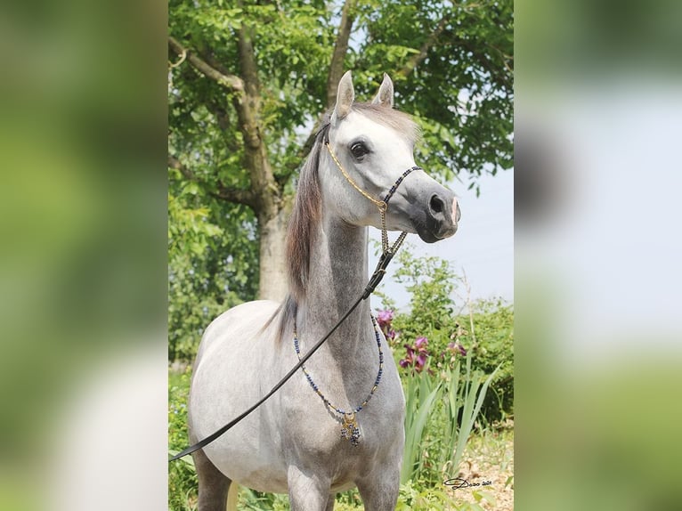 Purosangue arabo Giumenta 8 Anni Grigio in Wallsee