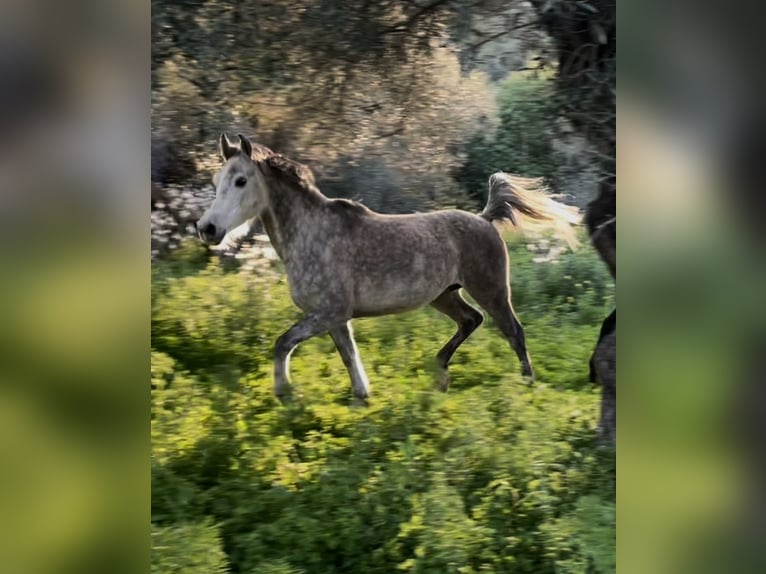 Purosangue arabo Giumenta 9 Anni 144 cm Grigio pezzato in Pamfila
