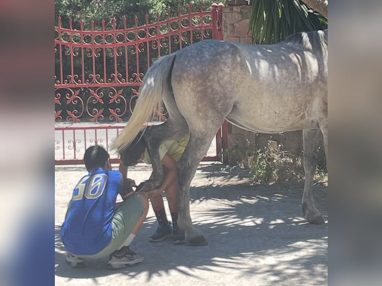 Purosangue arabo Giumenta 9 Anni 144 cm Grigio pezzato in Pamfila