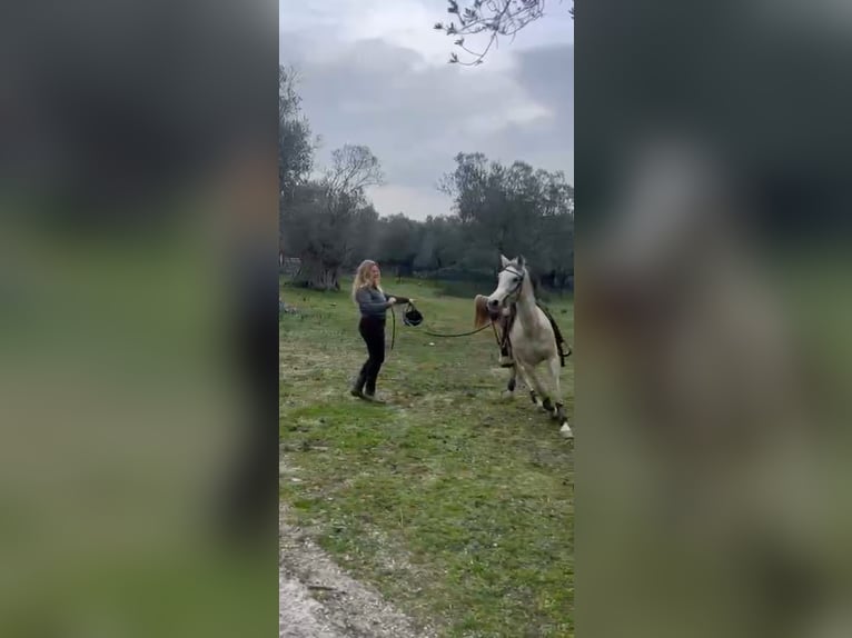 Purosangue arabo Giumenta 9 Anni 144 cm Grigio pezzato in Pamfila