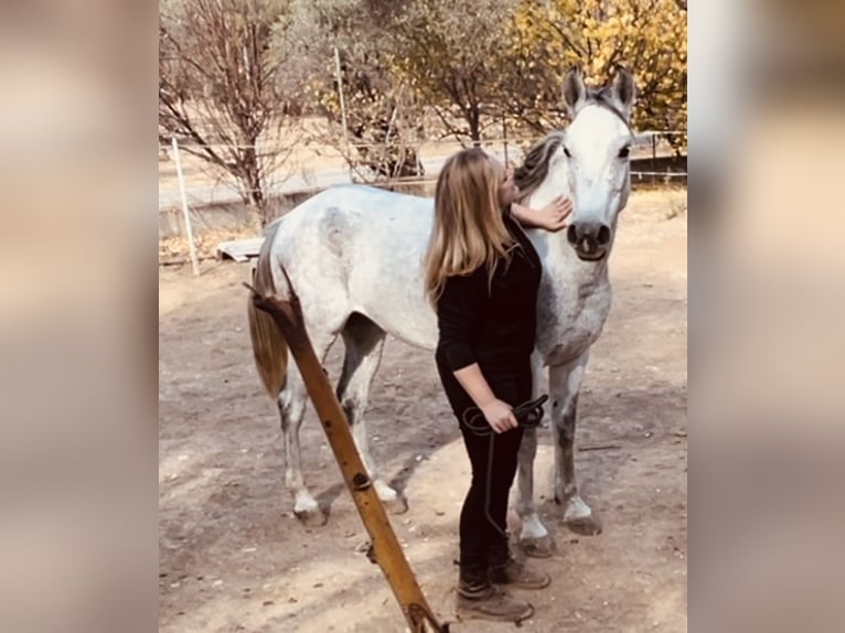 Purosangue arabo Giumenta 9 Anni 144 cm Grigio pezzato in Pamfila