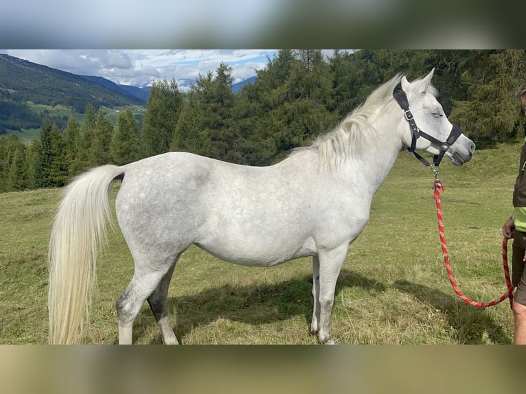 Purosangue arabo Giumenta 9 Anni 148 cm Grigio in Trins