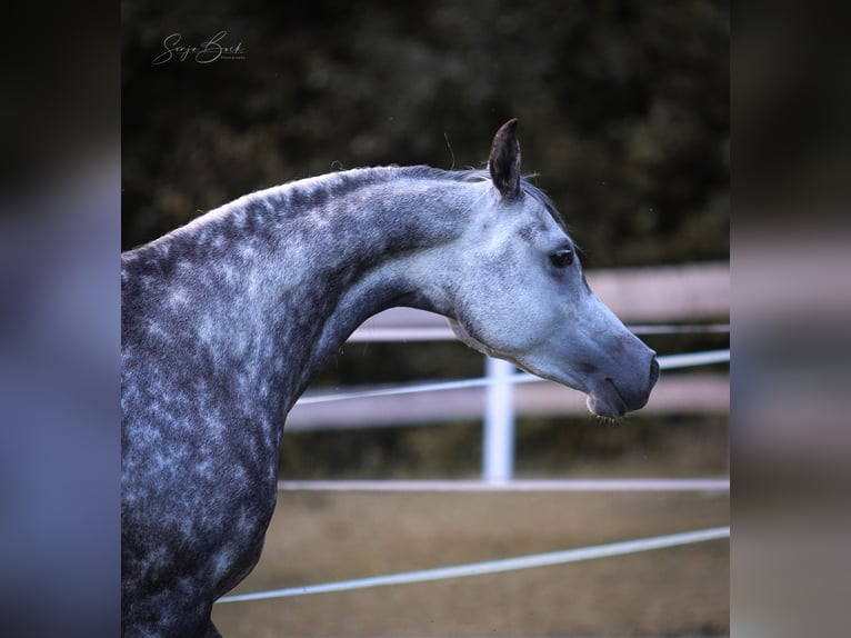 Purosangue arabo Giumenta 9 Anni 150 cm Grigio in Laussa