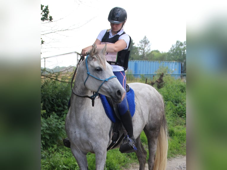 Purosangue arabo Giumenta 9 Anni 150 cm Grigio trotinato in Hooglede