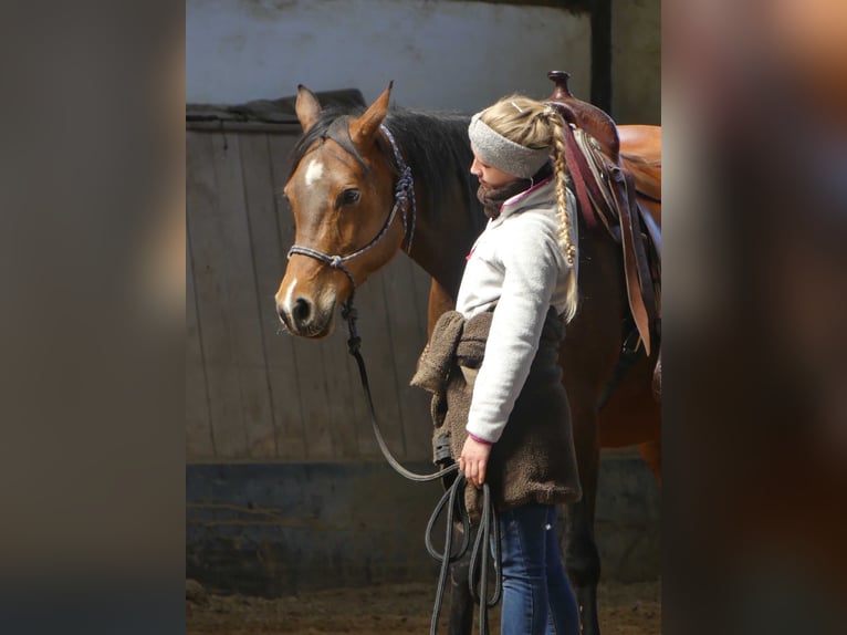 Purosangue arabo Giumenta 9 Anni 152 cm Baio in Herzberg am Harz
