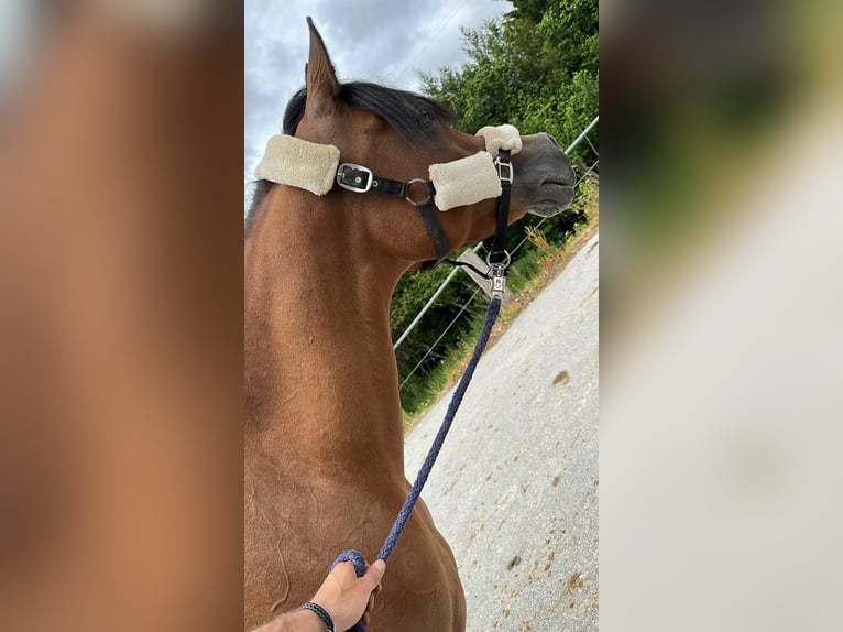 Purosangue arabo Giumenta 9 Anni 152 cm Baio scuro in Elgezabal
