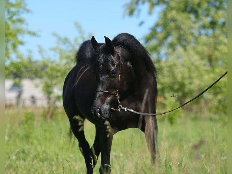 Purosangue arabo Giumenta 9 Anni 153 cm Morello in Lodz