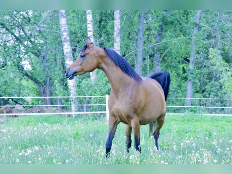 Purosangue arabo Giumenta 9 Anni 154 cm Baio ciliegia in Klofta