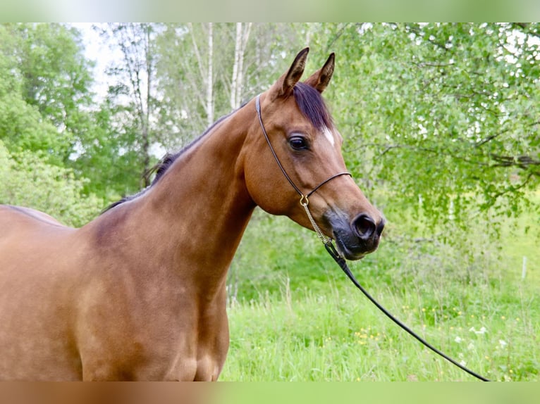 Purosangue arabo Giumenta 9 Anni 154 cm Baio ciliegia in Klofta