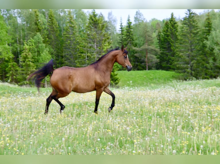 Purosangue arabo Giumenta 9 Anni 154 cm Baio ciliegia in Klofta