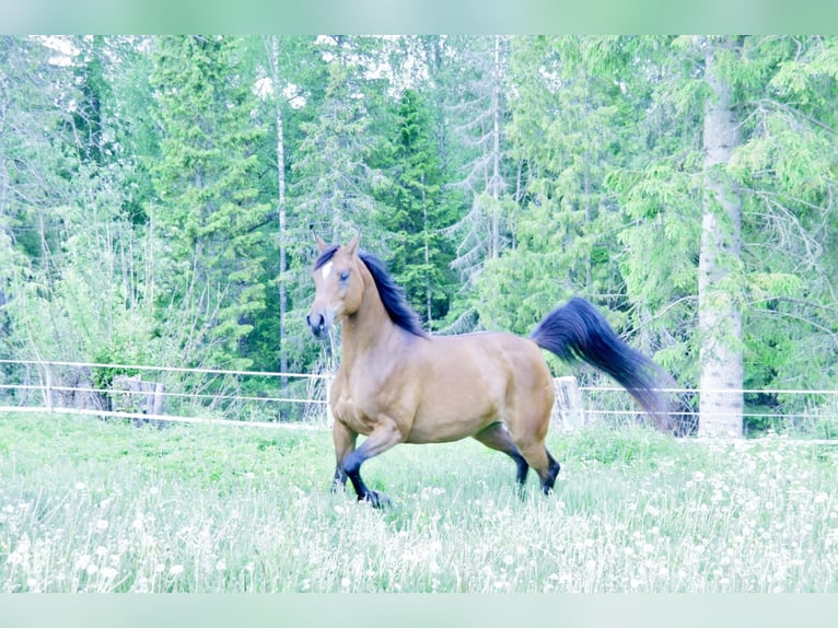 Purosangue arabo Giumenta 9 Anni 154 cm Baio ciliegia in Klofta