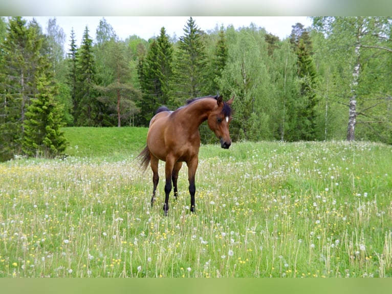 Purosangue arabo Giumenta 9 Anni 154 cm Baio ciliegia in Klofta