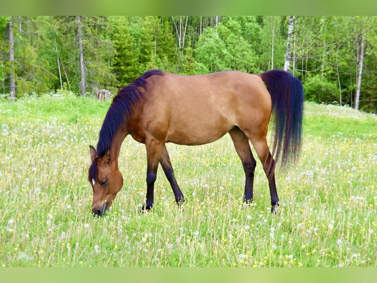 Purosangue arabo Giumenta 9 Anni 154 cm Baio ciliegia in Klofta