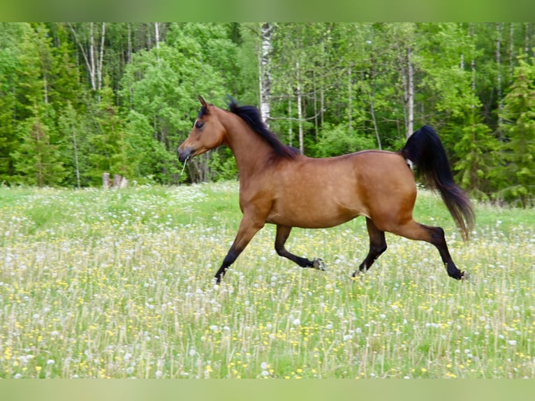 Purosangue arabo Giumenta 9 Anni 154 cm Baio ciliegia in Klofta