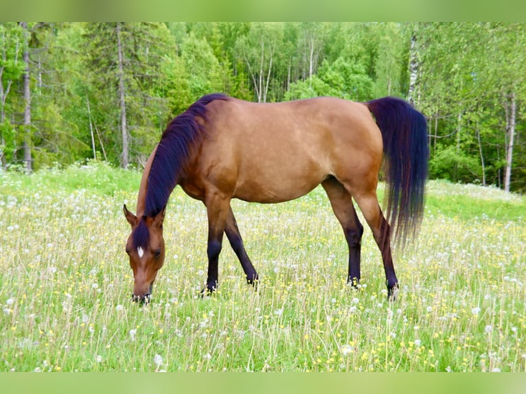 Purosangue arabo Giumenta 9 Anni 154 cm Baio ciliegia in Klofta