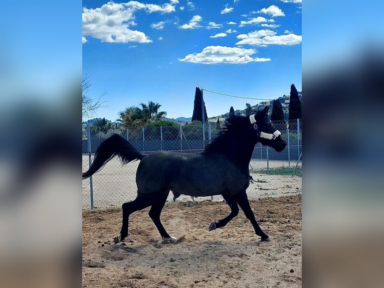 Purosangue arabo Giumenta 9 Anni 155 cm Baio nero in Denia