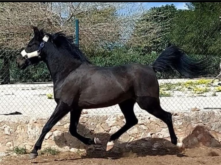 Purosangue arabo Giumenta 9 Anni 155 cm Baio nero in Denia