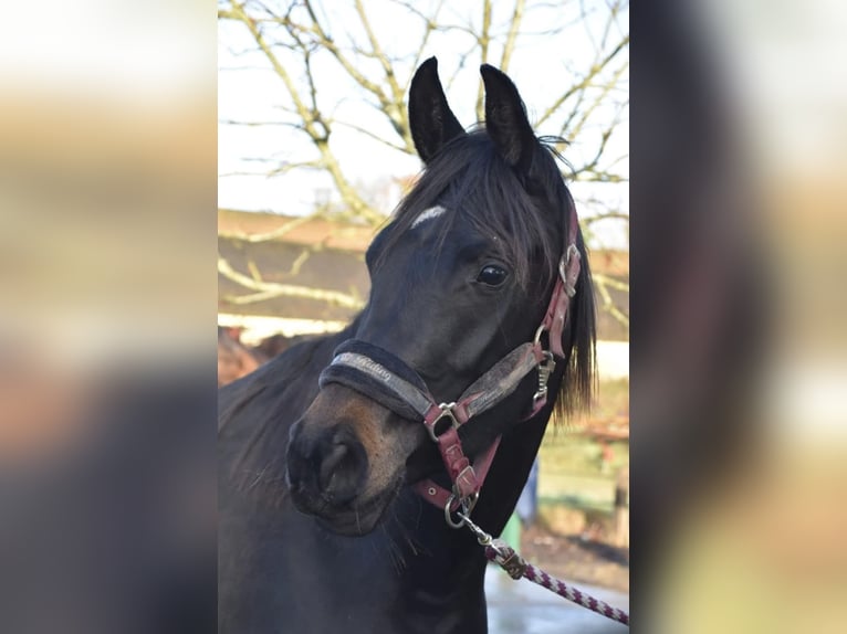 Purosangue arabo Giumenta 9 Anni 155 cm Baio nero in (Denia)