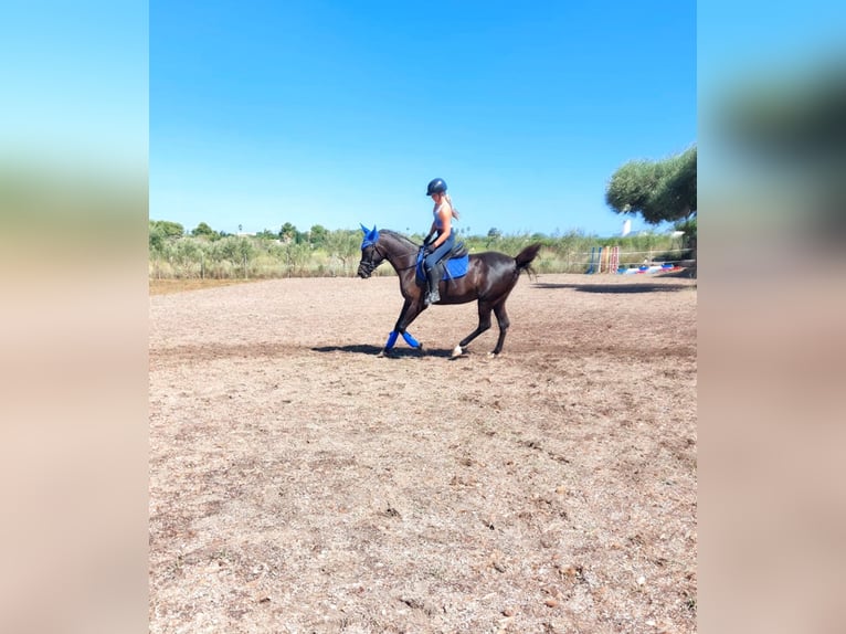 Purosangue arabo Giumenta 9 Anni 155 cm Baio nero in (Denia)