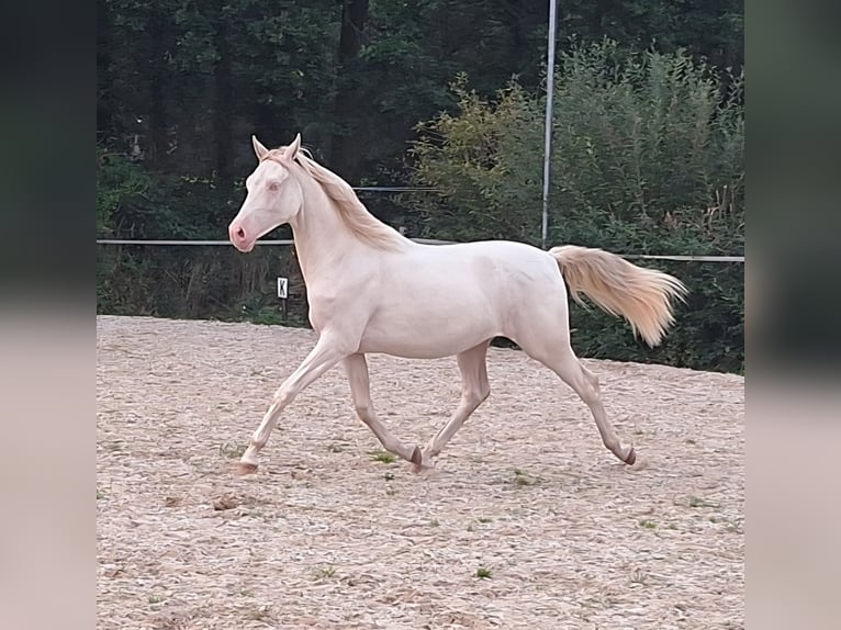Purosangue arabo Giumenta 9 Anni 158 cm Baio scuro in Wapse