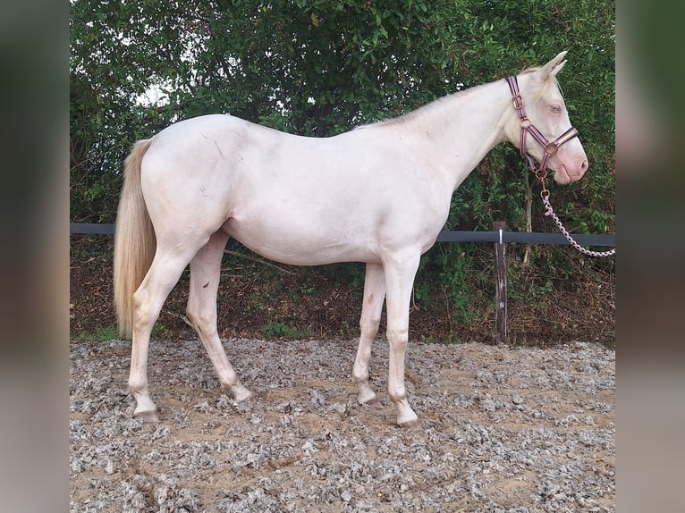 Purosangue arabo Giumenta 9 Anni 158 cm Baio scuro in Wapse