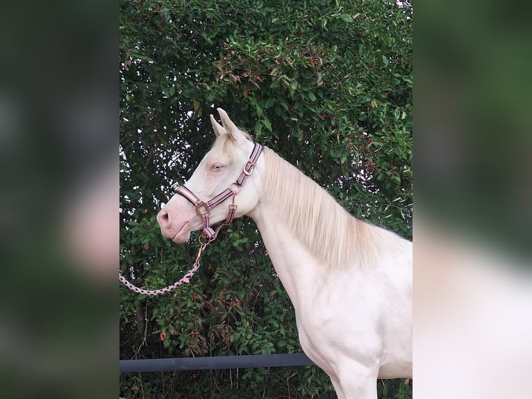 Purosangue arabo Giumenta 9 Anni 158 cm Baio scuro in Wapse