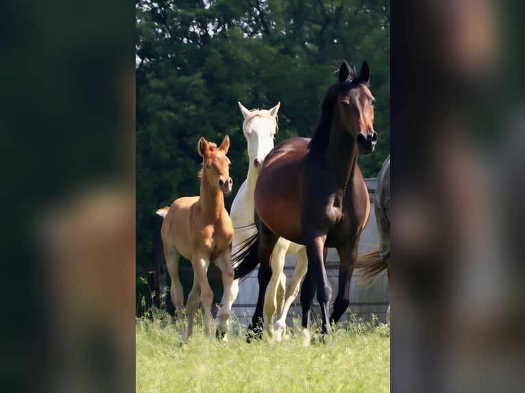 Purosangue arabo Giumenta 9 Anni 158 cm Baio scuro in Wapse