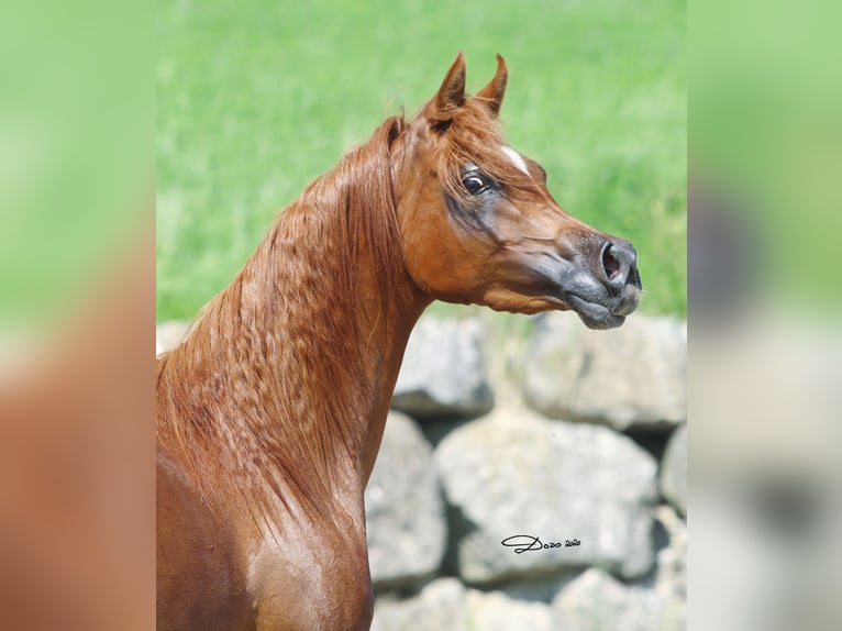 Purosangue arabo Giumenta 9 Anni in Wallsee