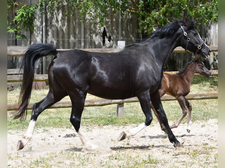Purosangue arabo Giumenta  153 cm Morello in M&#xF6;rsdorf