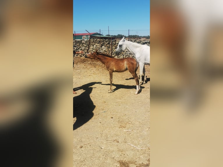 Purosangue arabo Giumenta Puledri
 (05/2024) 154 cm Grigio in Albala