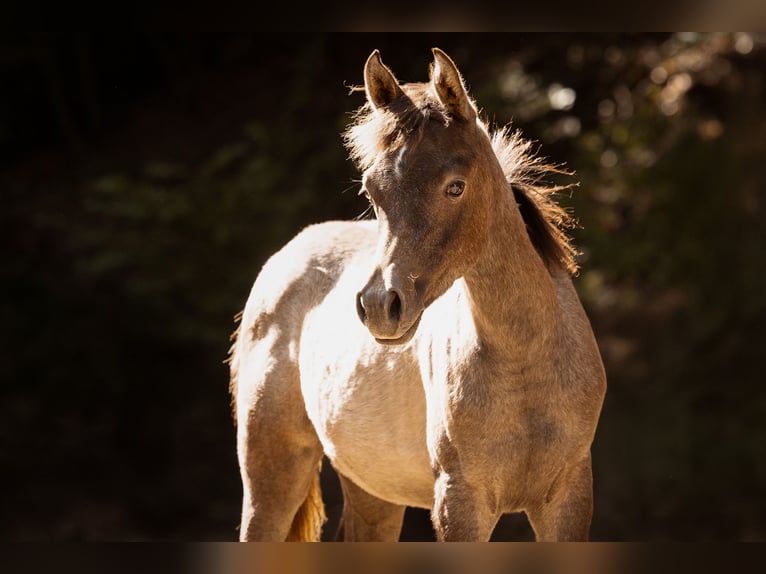 Purosangue arabo Giumenta Puledri (04/2025) 154 cm Grigio in Reichshof