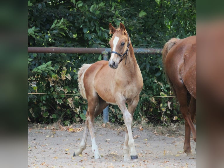 Purosangue arabo Giumenta Puledri (05/2025) 154 cm Sauro in Rietberg