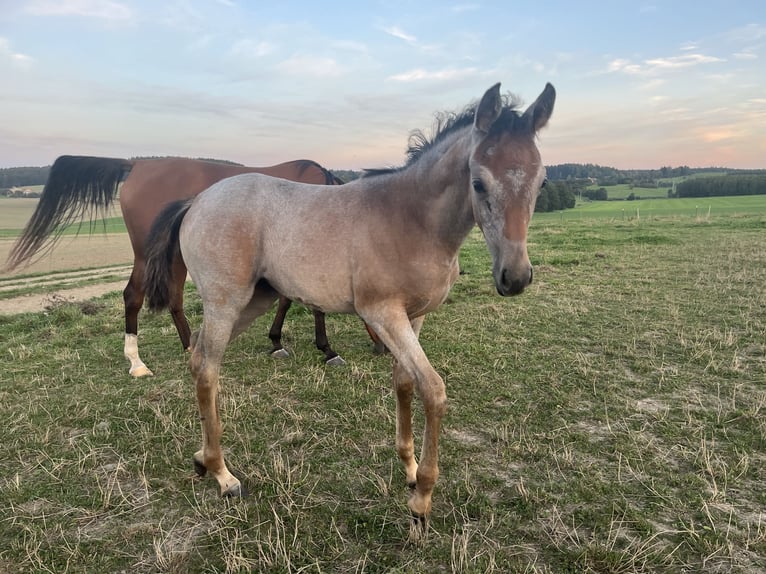 Purosangue arabo Giumenta Puledri (06/2024) 156 cm Grigio in Wain