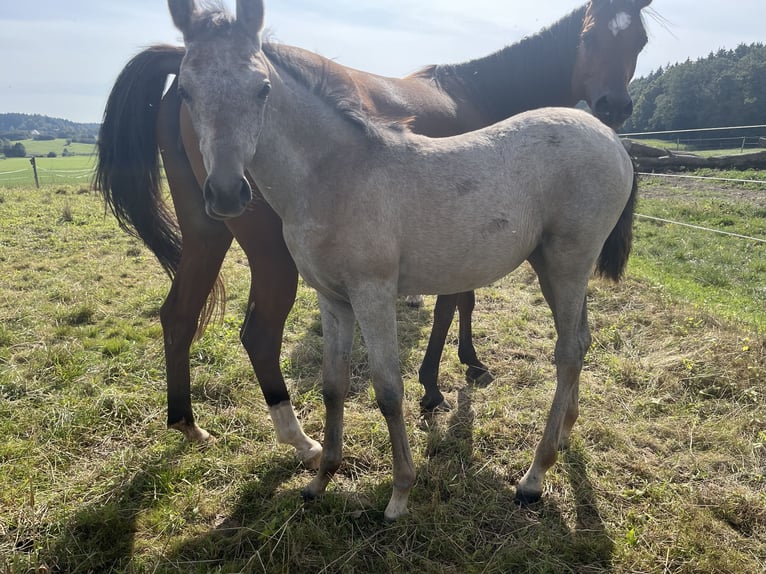 Purosangue arabo Giumenta Puledri (06/2024) 156 cm Grigio in Wain