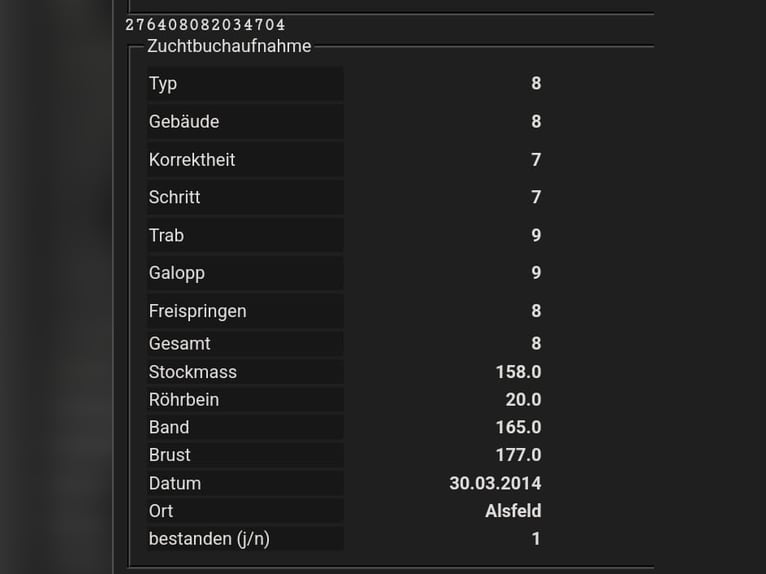 Purosangue arabo Mix Giumenta Puledri (08/2025) 159 cm Sauro scuro in Stockach